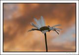 flower and sunset