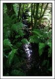 A stream in the woods