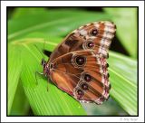 In the butterfly house