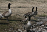 Cackling Goose in center