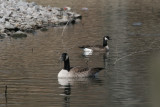 Cackling Goose with larger Canada Goose