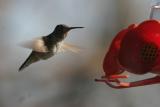 Imm. Broad-tailed Hummingbird