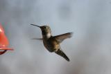 imm. Broad-tailed Hummingbird