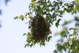 Rose-throated Becard nest