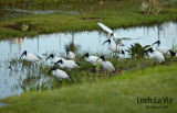 Sacred ibis on Loch La Vie.jpg