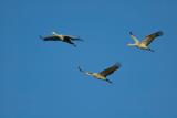 Sandhill cranes in formation FB3B5787-1.jpg