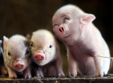 Pig-Babies.jpg