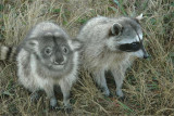 Raccoala.jpg