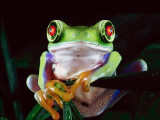 Canned-Frog.jpg