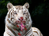 Bad-Kitty.jpg