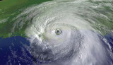 Hurricane-parrot.jpg