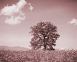 Sepia-Blank-Tfunk.jpg