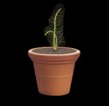 Antenna-Plant.jpg