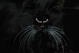 Windows-Cat.jpg