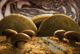 Fungi-O.jpg