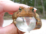 Croak.jpg