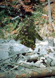 Squatch.jpg