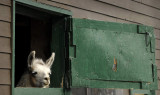 Curious-Llama-O.jpg