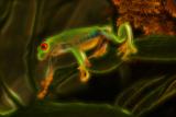 Frog-color.jpg