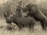 Victorian-Rhino.jpg