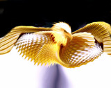 Honey-Eagle.jpg