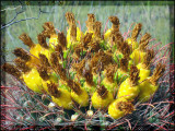 cactus flower