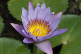 9.  Exotic waterlily.