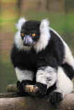 lemur copy.jpg