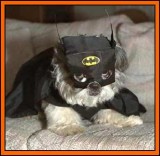 batdog.jpg