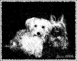 ~Dogs In Black & White~