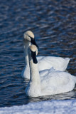 Trumpeter Pair