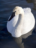 Trumpeter Swan