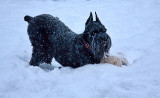 Snow Play