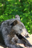 Vince Shute Bear Sanctuary