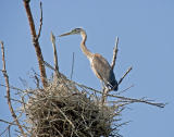 Danada Heron Rookery