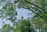 Danada Heron Rookery