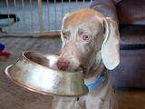 Jazz  - Weimaraner