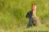 European Rabbit<br><i>Oryctolagus cuniculus cuniculus</i>