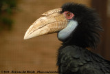 Gewone Jaarvogel / Wreathed Hornbill