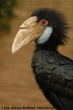 Gewone Jaarvogel / Wreathed Hornbill