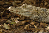 Dwergkaaiman / Cuviers Dwarf Caiman