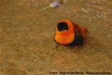 Northern Red Bishop<br><i>Euplectes franciscanus</i>
