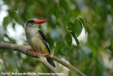 Grijskopijsvogel / Grey-Headed Kingfisher