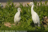 Western Cattle Egret<br><i>Bubulcus ibis</i>