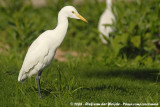 Western Cattle Egret<br><i>Bubulcus ibis</i>