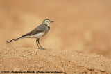 White Wagtail<br><i>Motacilla alba alba</i>