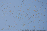 White Stork<br><i>Ciconia ciconia ciconia</i>