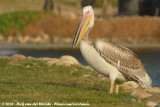 Great White Pelican<br><i>Pelecanus onocrotalus</i>