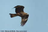 Black Kite<br><i>Milvus migrans migrans</i>