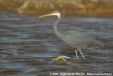 Western Reef Heron<br><i>Egretta gularis schistacea</i>